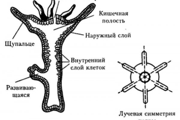 Кракен даркнет маркет ссылка тор